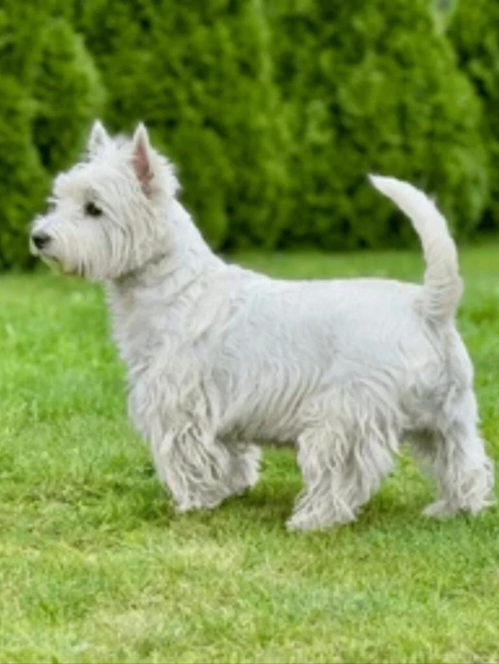 White Westie West Highland Terrier 1